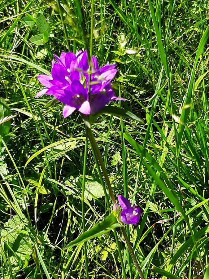 Kalipe Dolomiti Leilighet Soffranco Eksteriør bilde